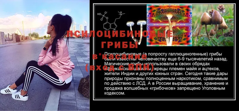 МЕГА маркетплейс  дарнет шоп  Корсаков  Псилоцибиновые грибы MAGIC MUSHROOMS 